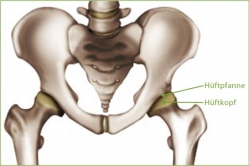 Anatomie Hüfte; Aufbau des Hüftgelenks; Athletikum Group; Dr. Lehmann